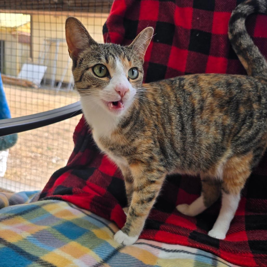 Gypsy, Adoptable, Adult Female Domestic Short Hair.