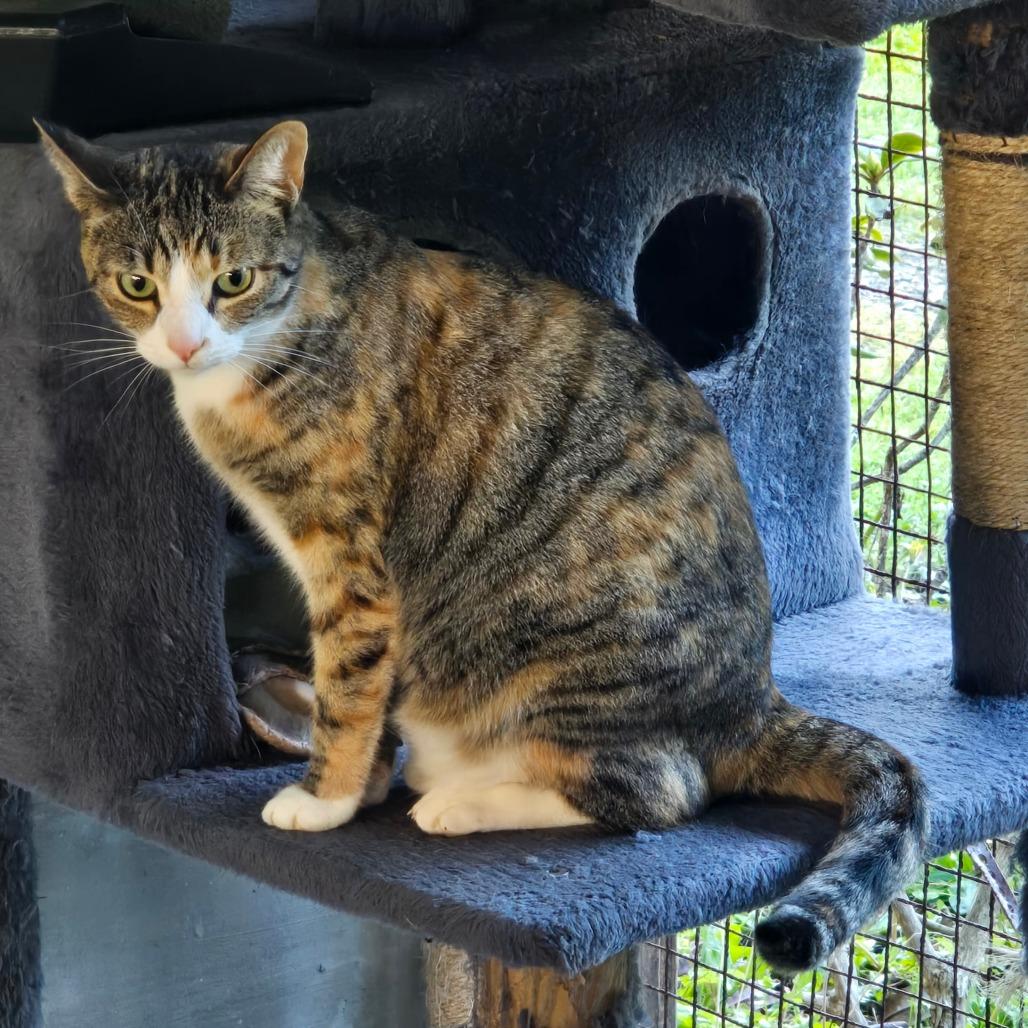 Enlarge Gypsy, a Adoptable Domestic Short Hair in Fort Bragg, CA image 3/4