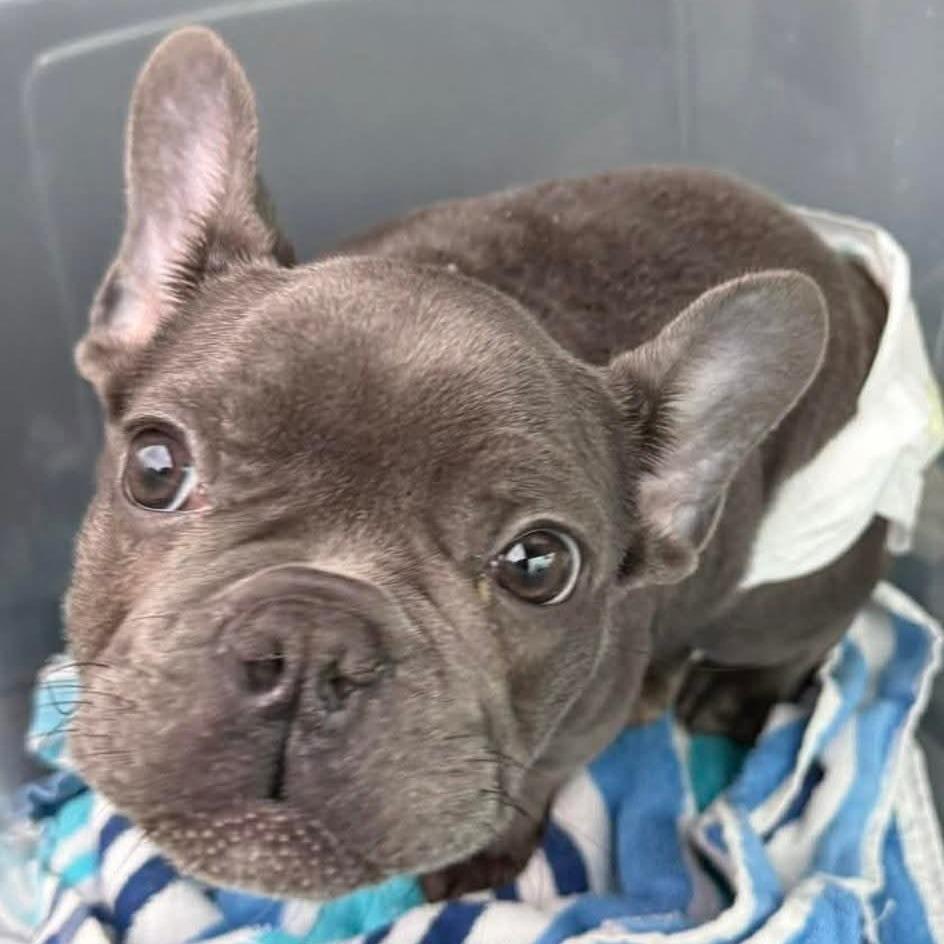 Teddy, Adoptable, Young Male French Bulldog.