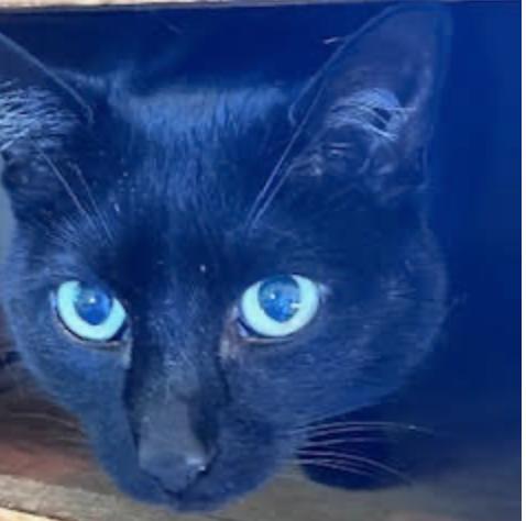 Enlarge Jasmine, an adopted Domestic Short Hair in Cincinnati, OH image 3/3