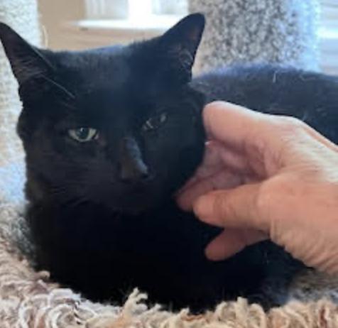 Enlarge Jasmine, an adopted Domestic Short Hair in Cincinnati, OH image 2/3