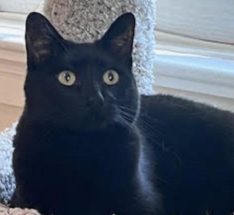 Jasmine, adopted, Senior Female Domestic Short Hair.