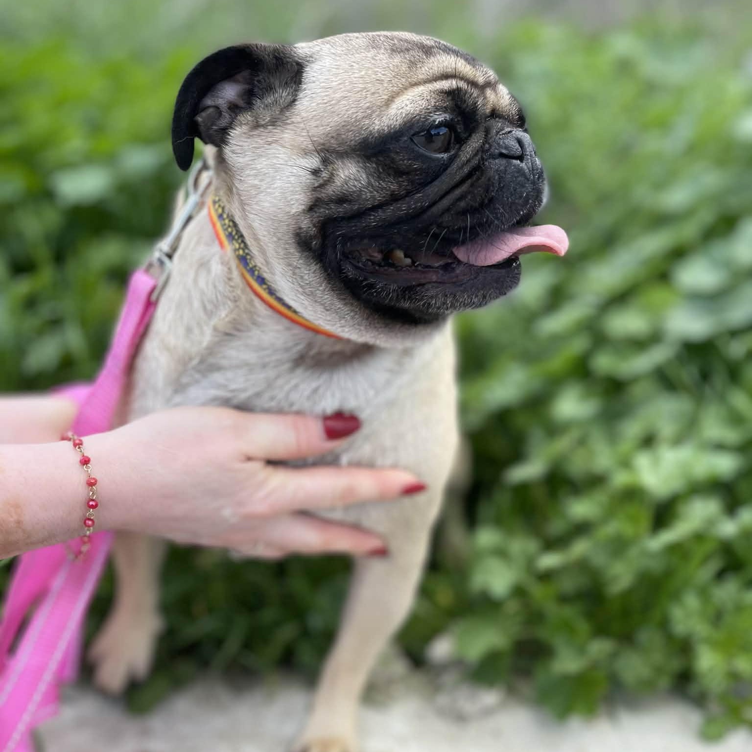 Amy, Adoptable, Young Female Pug.