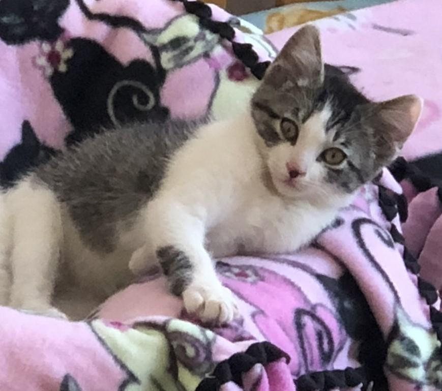 Enlarge Remie & family, a ADOPTABLE Domestic Short Hair in Fairfield, IA image 4/4