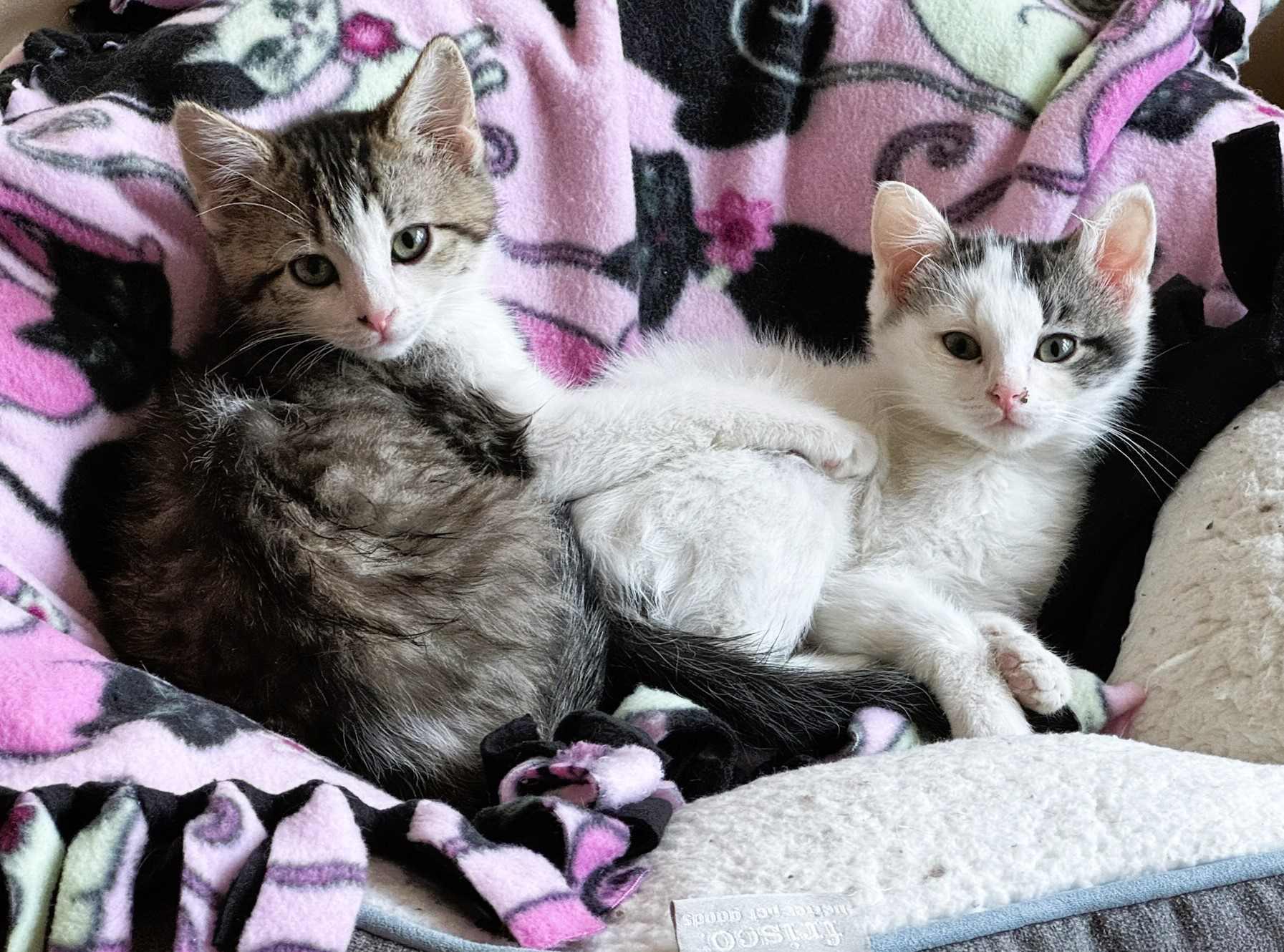 Enlarge Resi & bonded kittens, a ADOPTABLE Domestic Short Hair in Fairfield, IA image 5/6