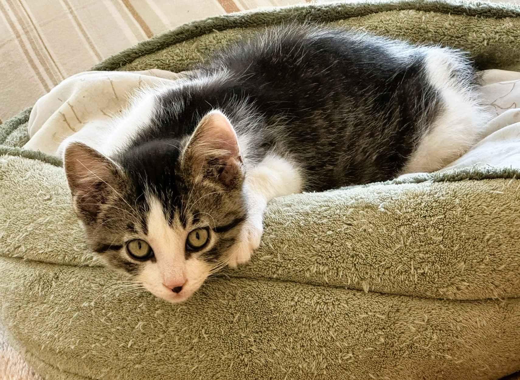 Enlarge Resi & bonded kittens, a ADOPTABLE Domestic Short Hair in Fairfield, IA image 3/6