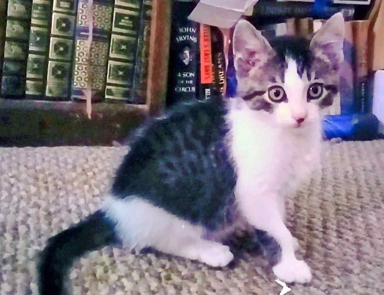 Enlarge Resi & bonded kittens, a ADOPTABLE Domestic Short Hair in Fairfield, IA image 4/6