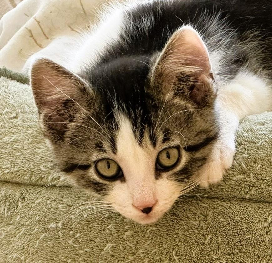 Remie & family, ADOPTABLE, Kitten Female Domestic Short Hair.