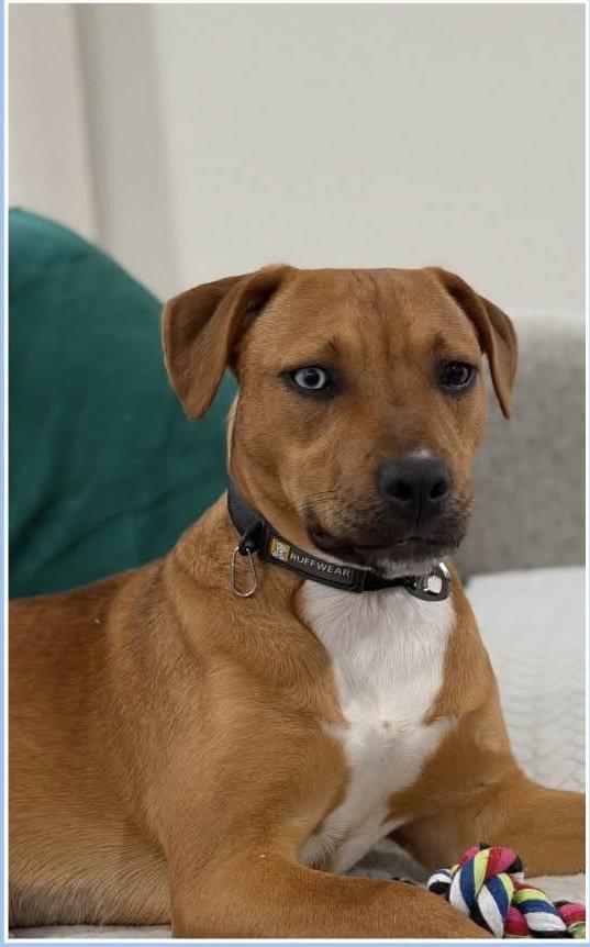 Stella, Adopted, Young Female Labrador Retriever & American Bulldog.