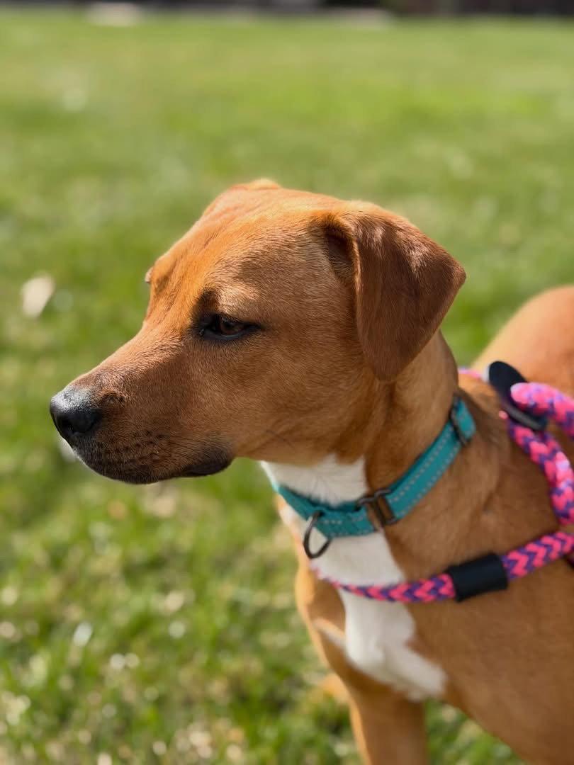 Stella, a Adopted mixed breed in Tarrytown, GA image 2/3
