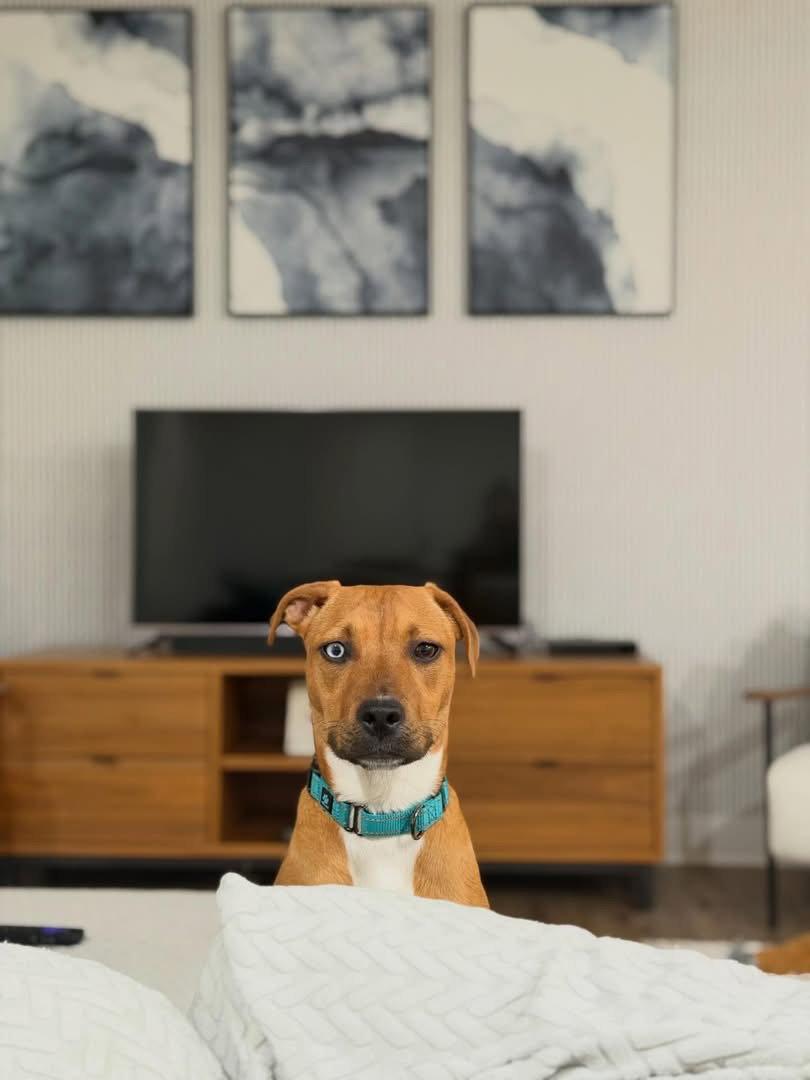Stella, a Adopted mixed breed in Tarrytown, GA image 3/3