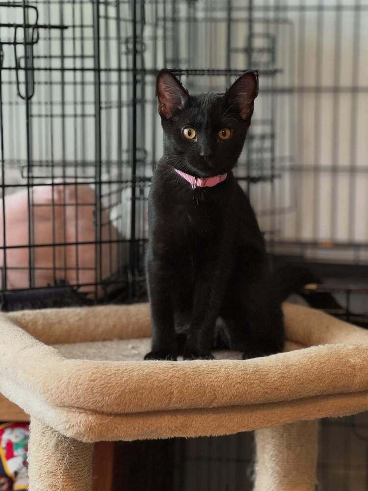 Enlarge Sausage, a Adoptable Domestic Short Hair in O'Fallon, MO image 2/3