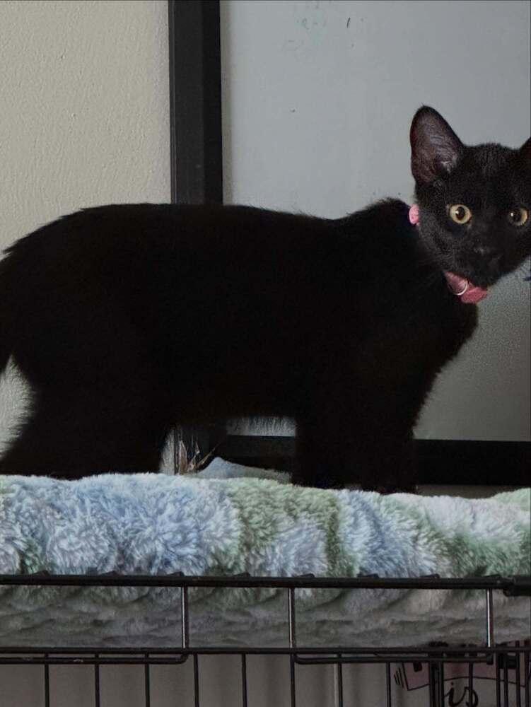 Enlarge Sausage, a Adoptable Domestic Short Hair in O'Fallon, MO image 3/3