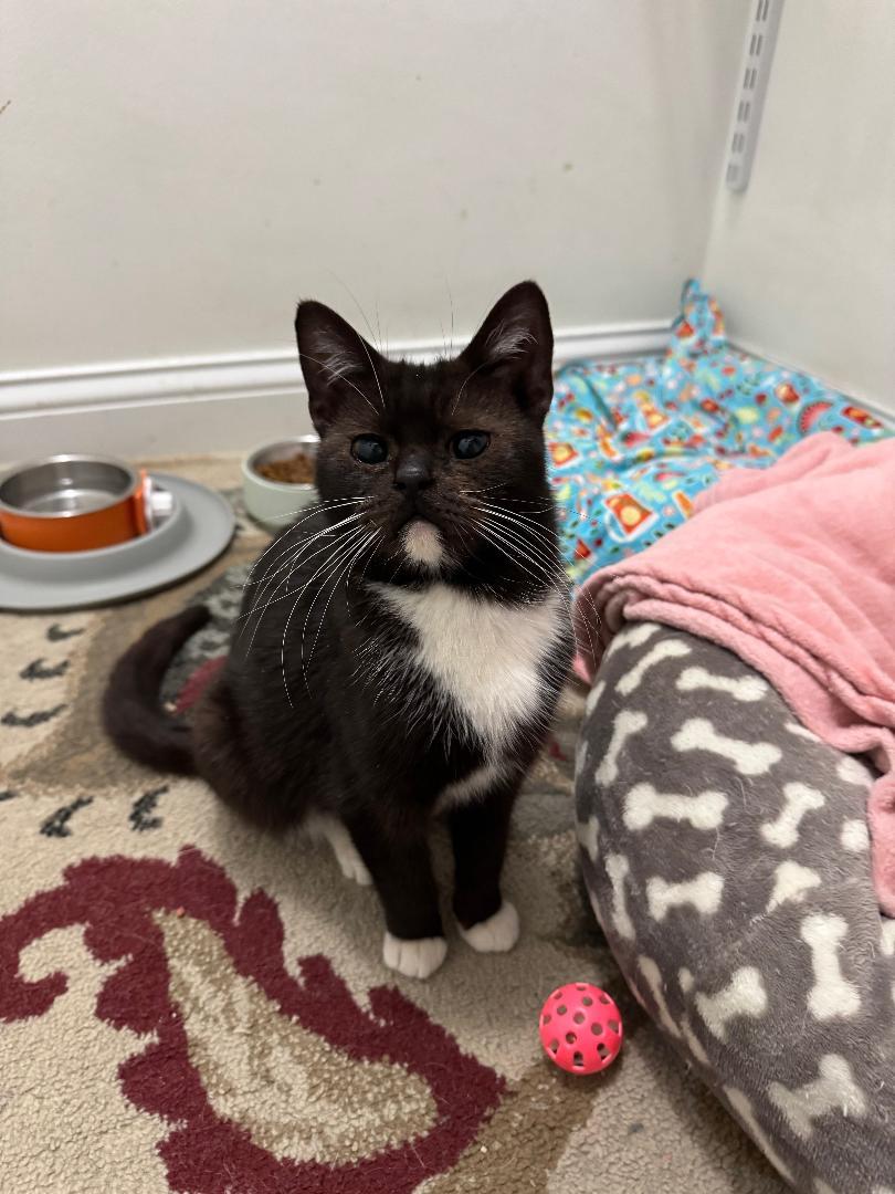 Enlarge Matilda, an adopted Domestic Short Hair in Mokena, IL image 3/4