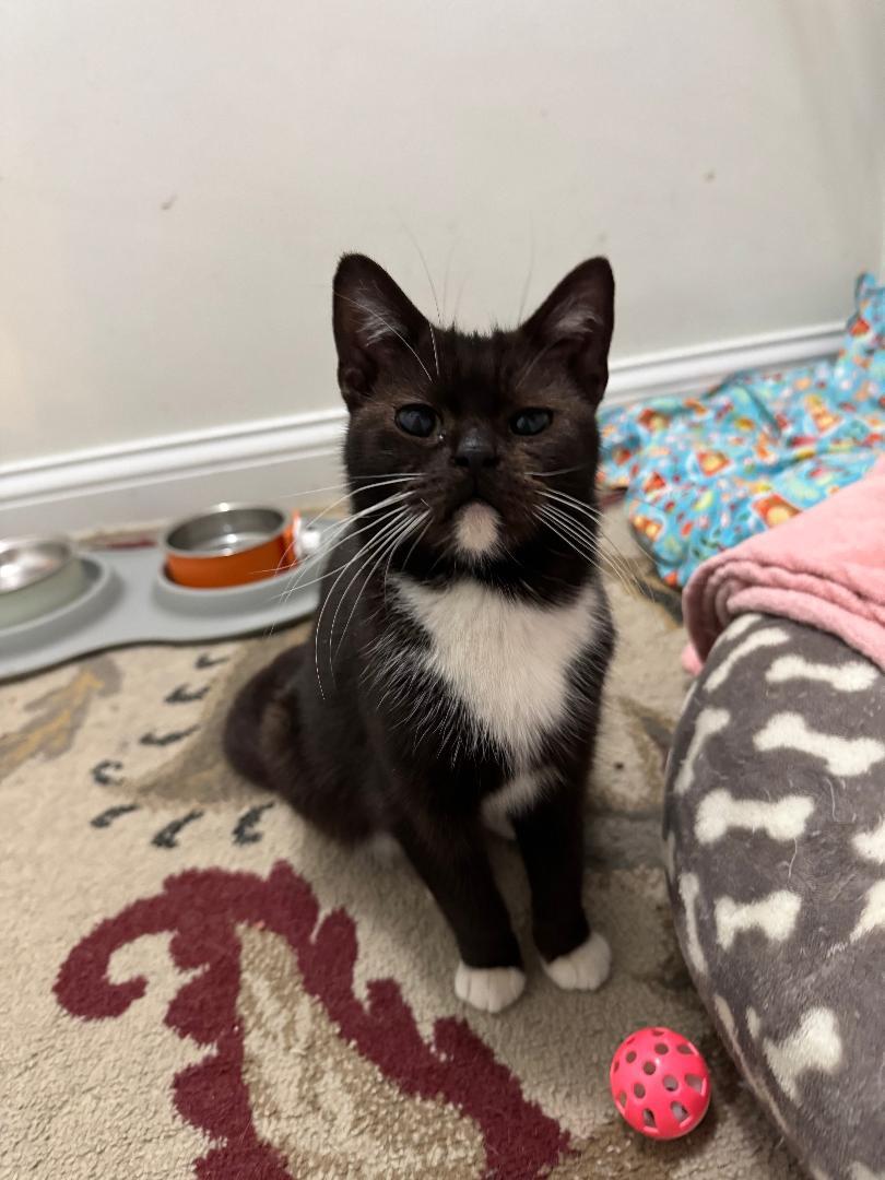 Enlarge Matilda, an adopted Domestic Short Hair in Mokena, IL image 1/4