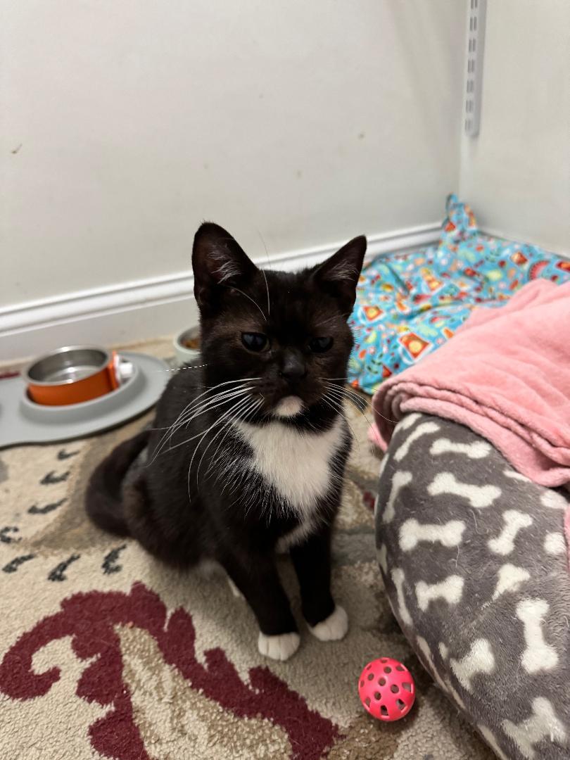 Enlarge Matilda, an adopted Domestic Short Hair in Mokena, IL image 2/4