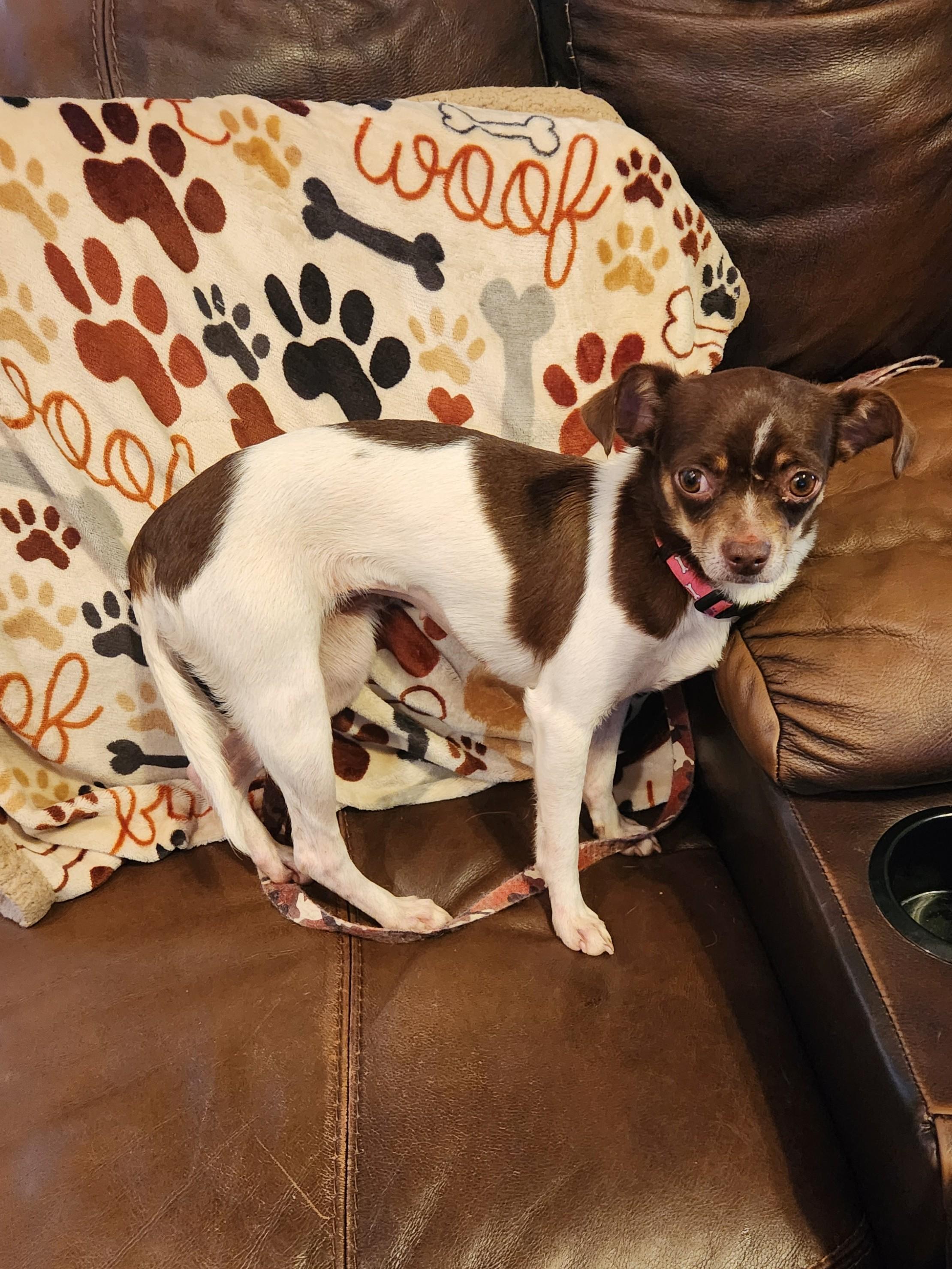Enlarge GRACIE MAE, an adopted Chihuahua in Troutman, NC image 5/5