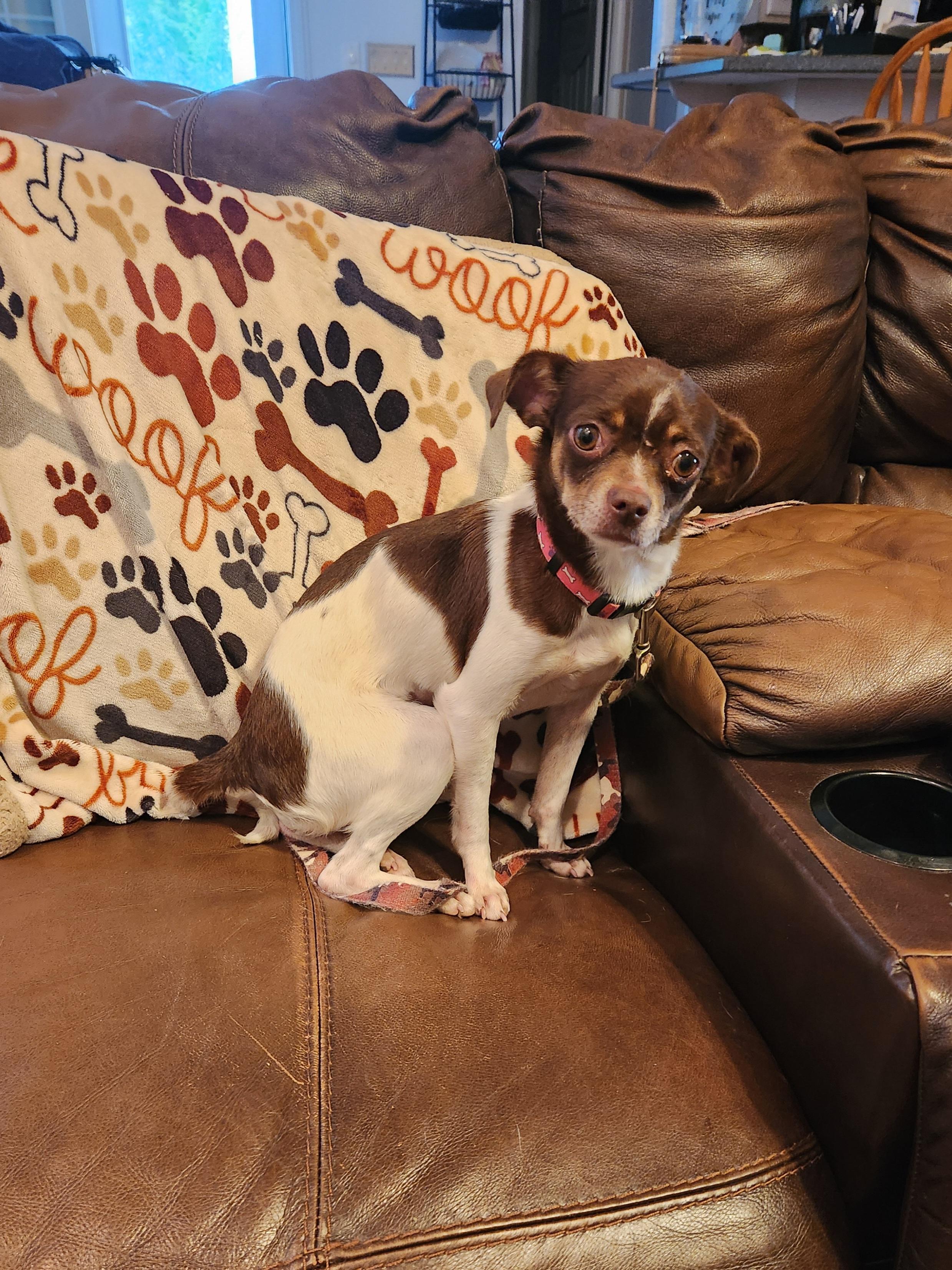 Enlarge GRACIE MAE, an adopted Chihuahua in Troutman, NC image 3/5