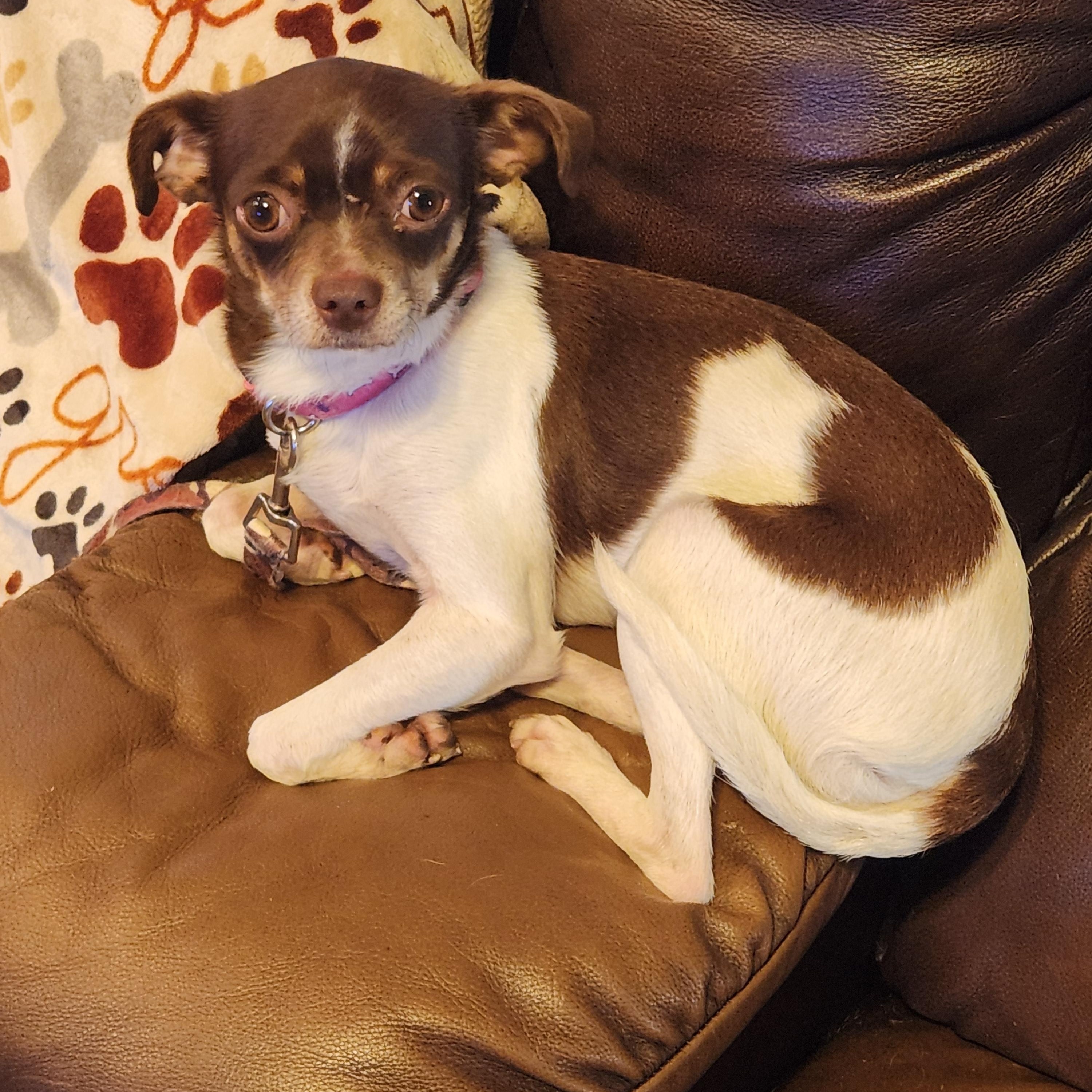 Enlarge GRACIE MAE, an adopted Chihuahua in Troutman, NC image 1/5