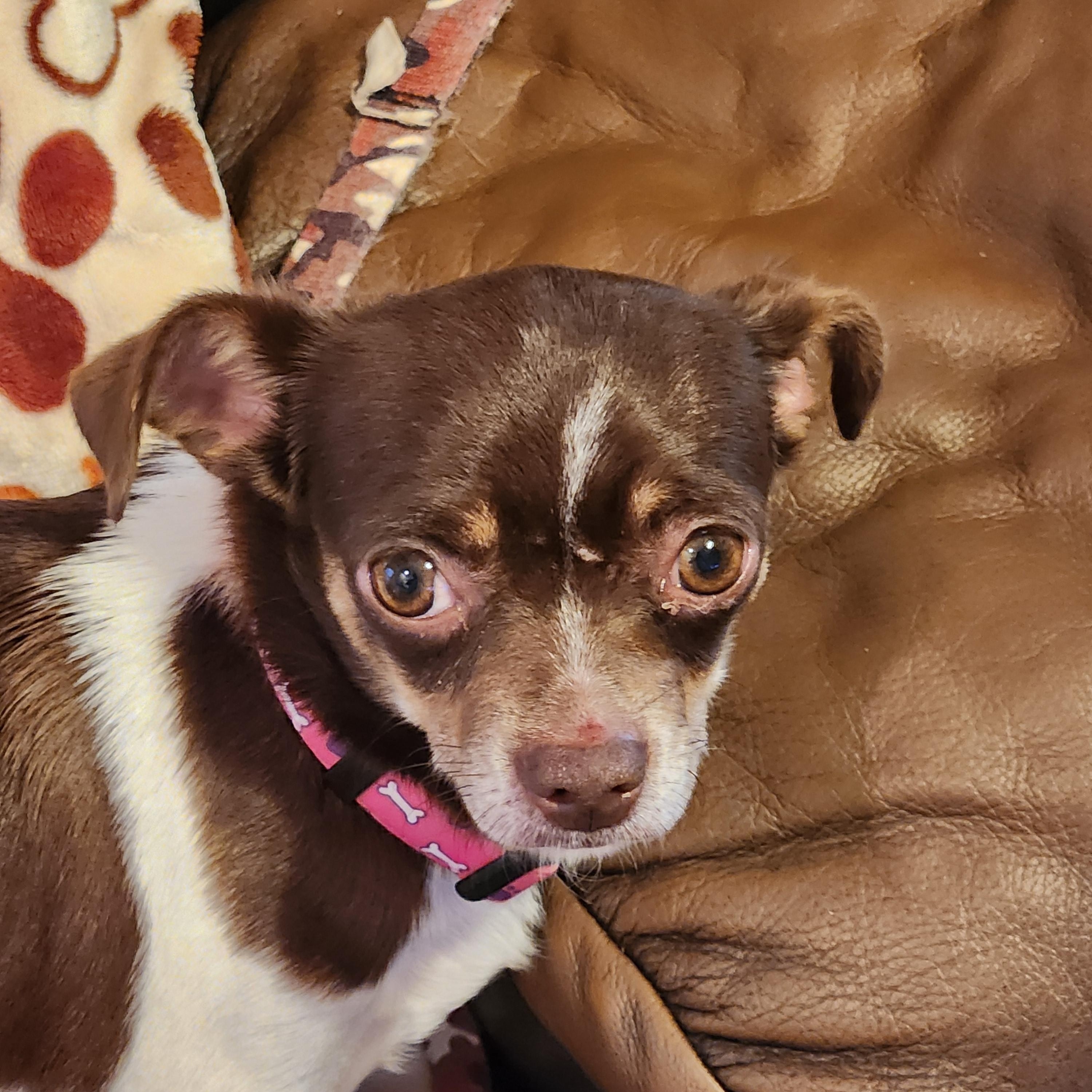 Enlarge GRACIE MAE, an adopted Chihuahua in Troutman, NC image 2/5