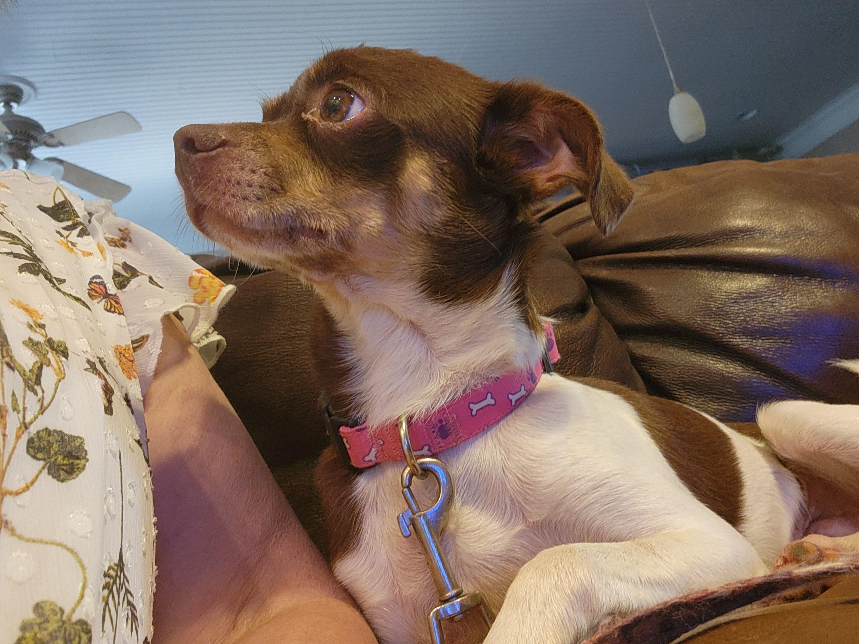 Enlarge GRACIE MAE, an adopted Chihuahua in Troutman, NC image 4/5