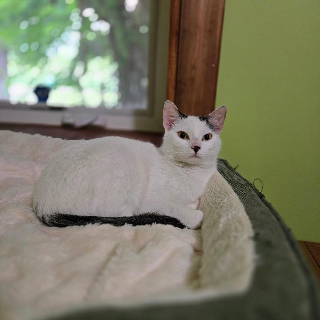 Enlarge Virginia, a Adoptable mixed breed in Grand Rapids, MN image 2/3