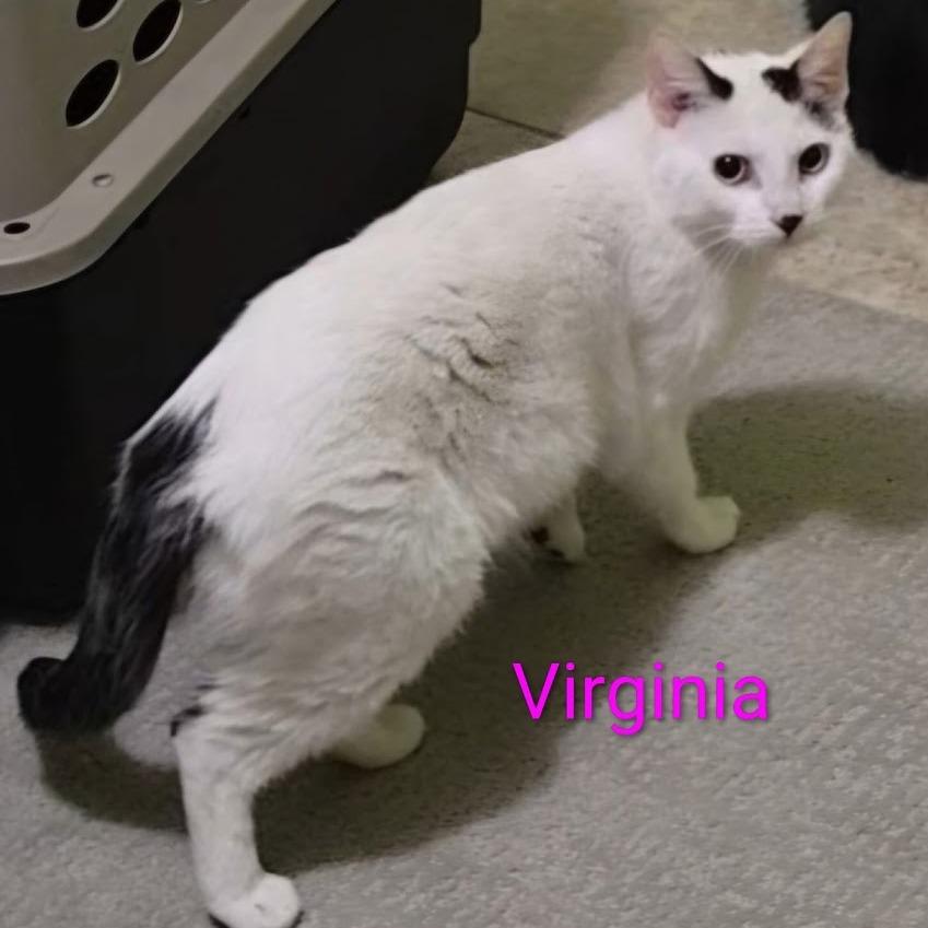 Enlarge Virginia, a Adoptable mixed breed in Grand Rapids, MN image 3/3