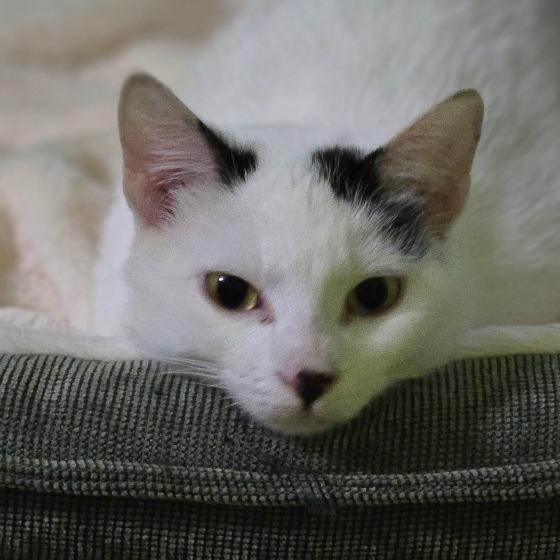 Enlarge Virginia, a Adoptable mixed breed in Grand Rapids, MN image 1/3