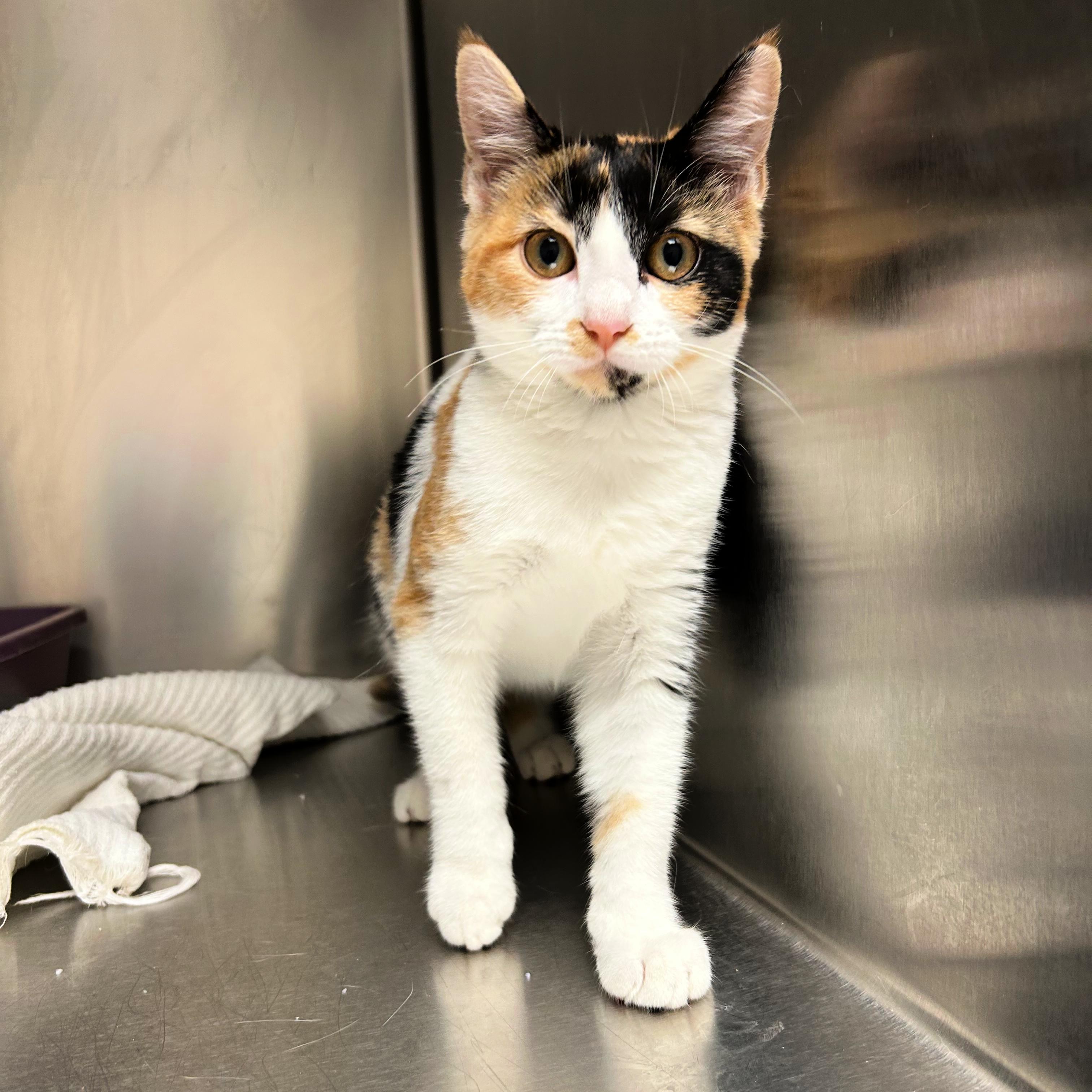 Rosie, Adopted, Young Female Domestic Short Hair.