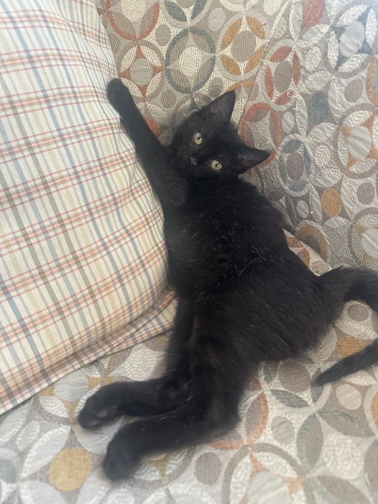 Sean (and Kyle), Adoptable, Kitten Male Domestic Short Hair.
