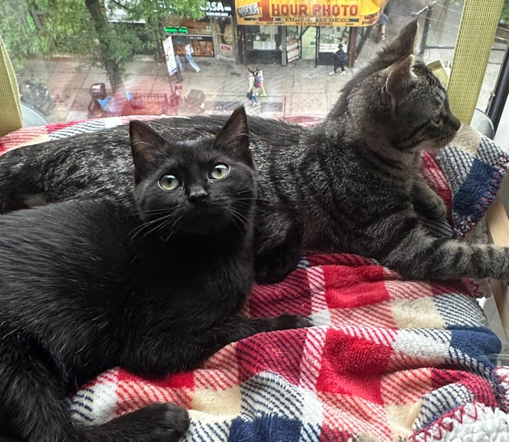 Enlarge Sean (and Kyle), a Adoptable mixed breed in New York, NY image 3/4