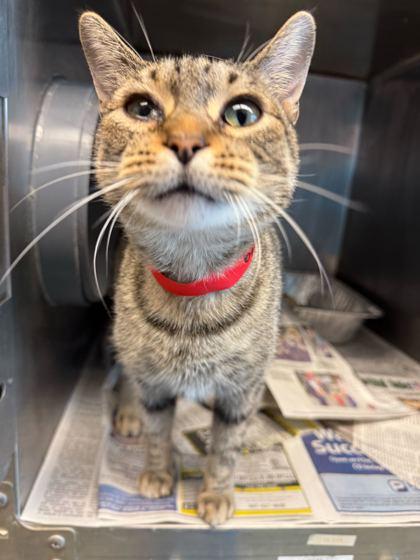 Chata — thumbnail 2