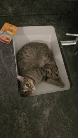 Chata — thumbnail 3