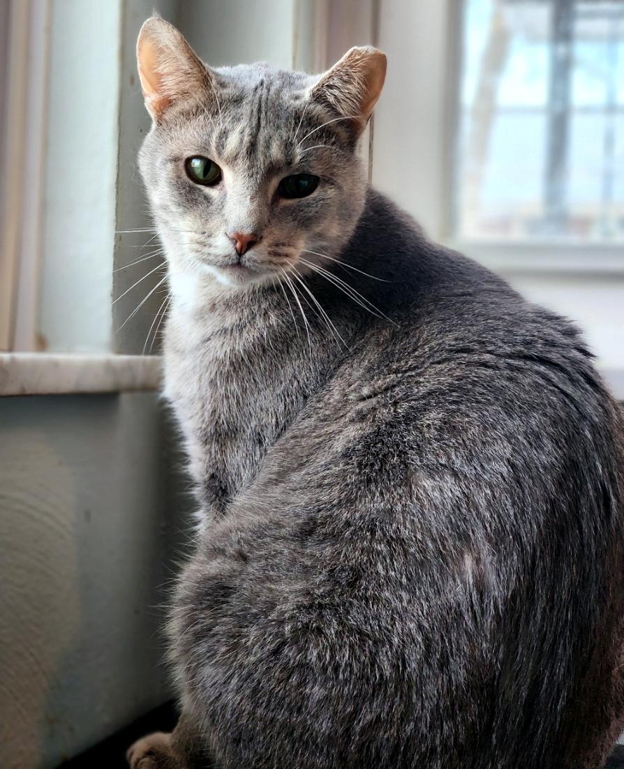 Enlarge Patrick, a ADOPTABLE Domestic Short Hair in Pittsburgh, PA image 4/6