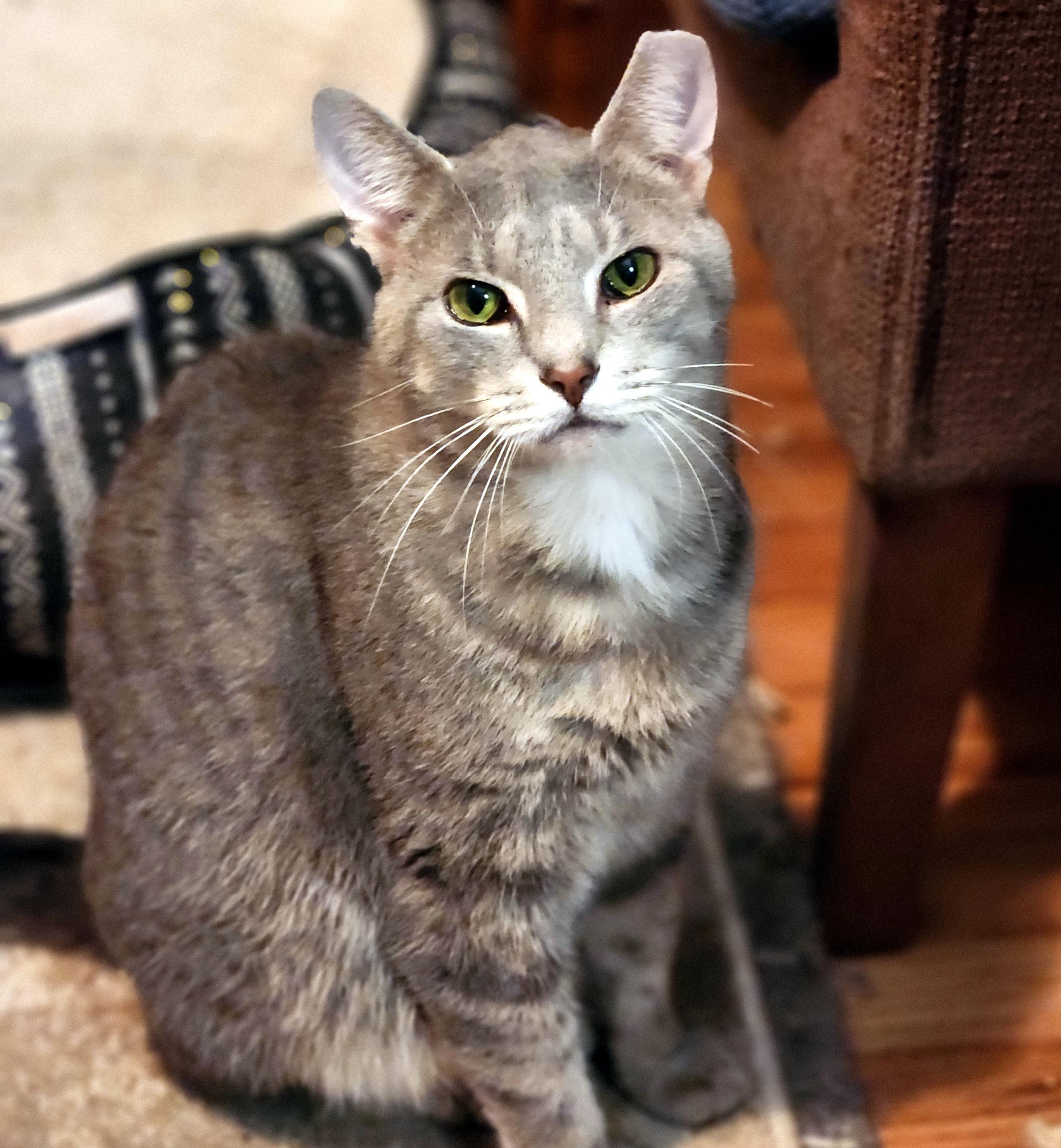 Enlarge Patrick, a ADOPTABLE Domestic Short Hair in Pittsburgh, PA image 6/6