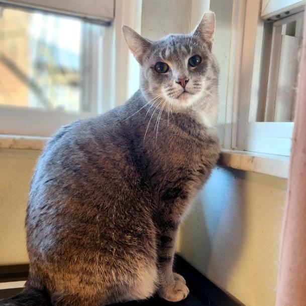 Enlarge Patrick, a ADOPTABLE Domestic Short Hair in Pittsburgh, PA image 2/6