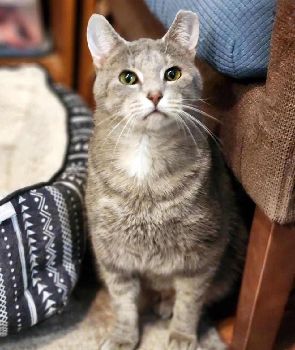 Enlarge Patrick, a ADOPTABLE Domestic Short Hair in Pittsburgh, PA image 2/6