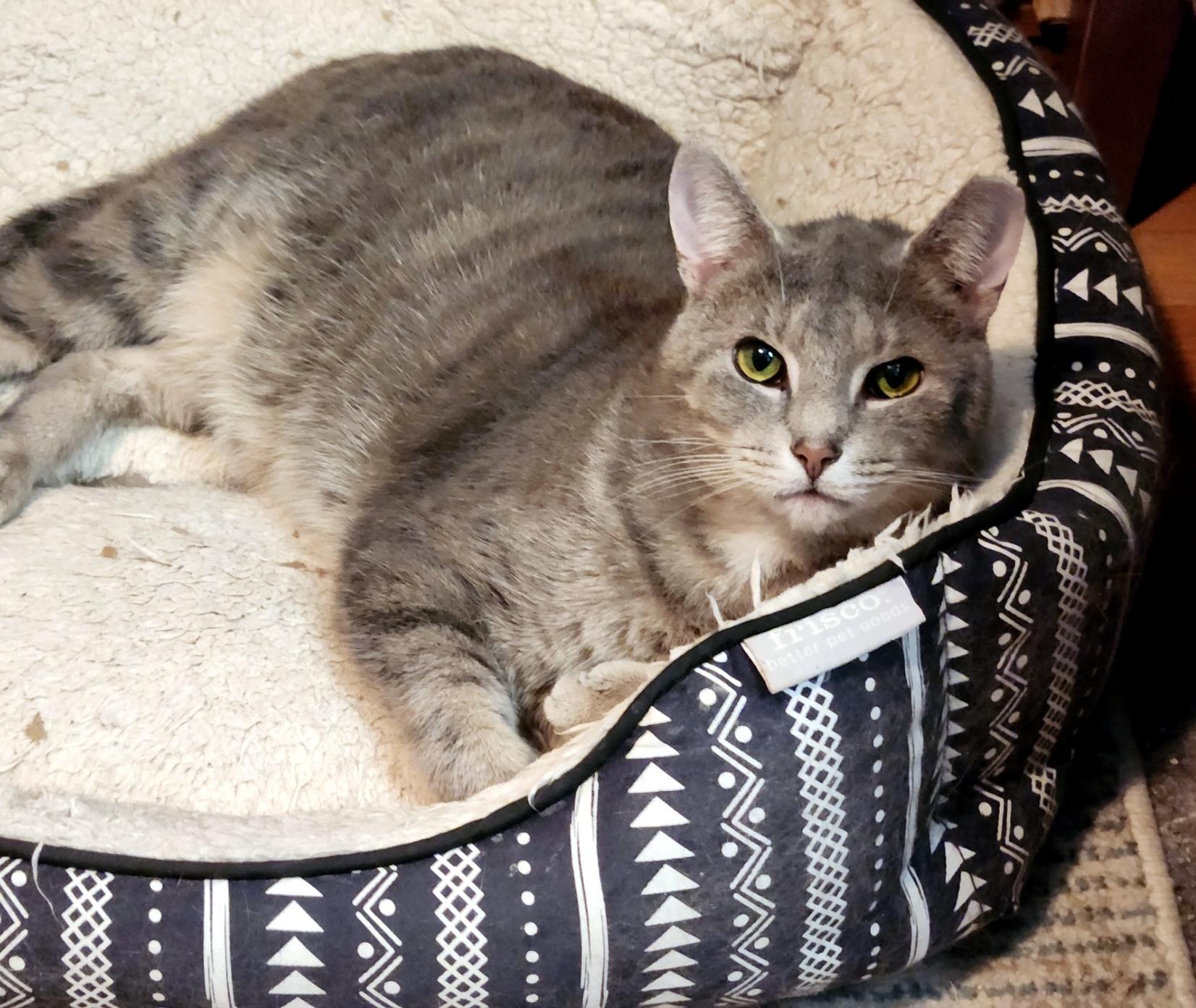 Enlarge Patrick, a ADOPTABLE Domestic Short Hair in Pittsburgh, PA image 3/6