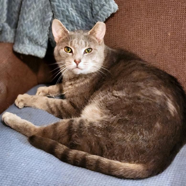 Enlarge Patrick, a ADOPTABLE Domestic Short Hair in Pittsburgh, PA image 6/6