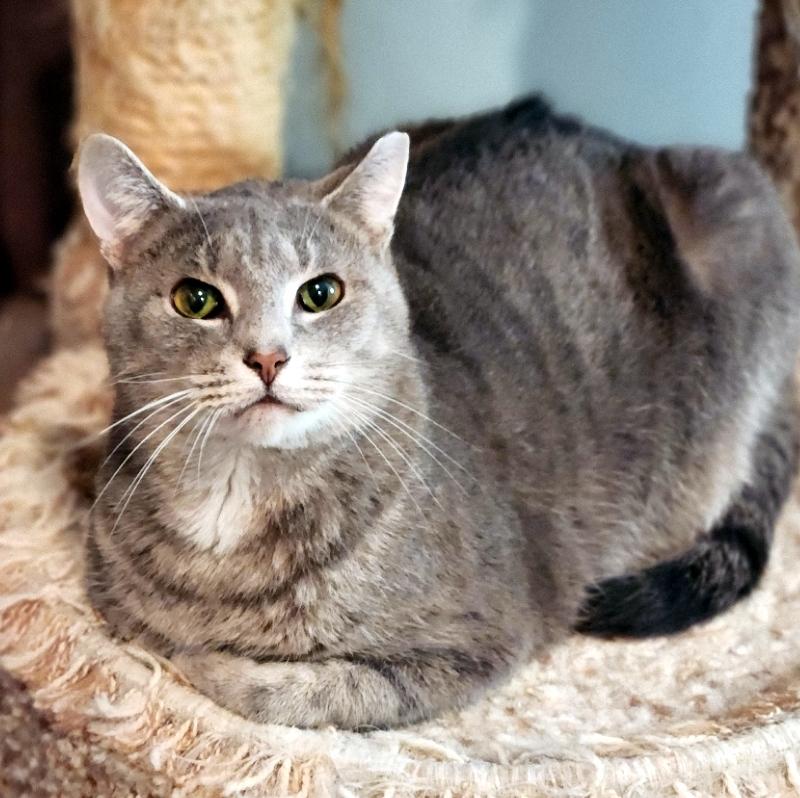 Patrick, ADOPTABLE, Adult Male Domestic Short Hair.