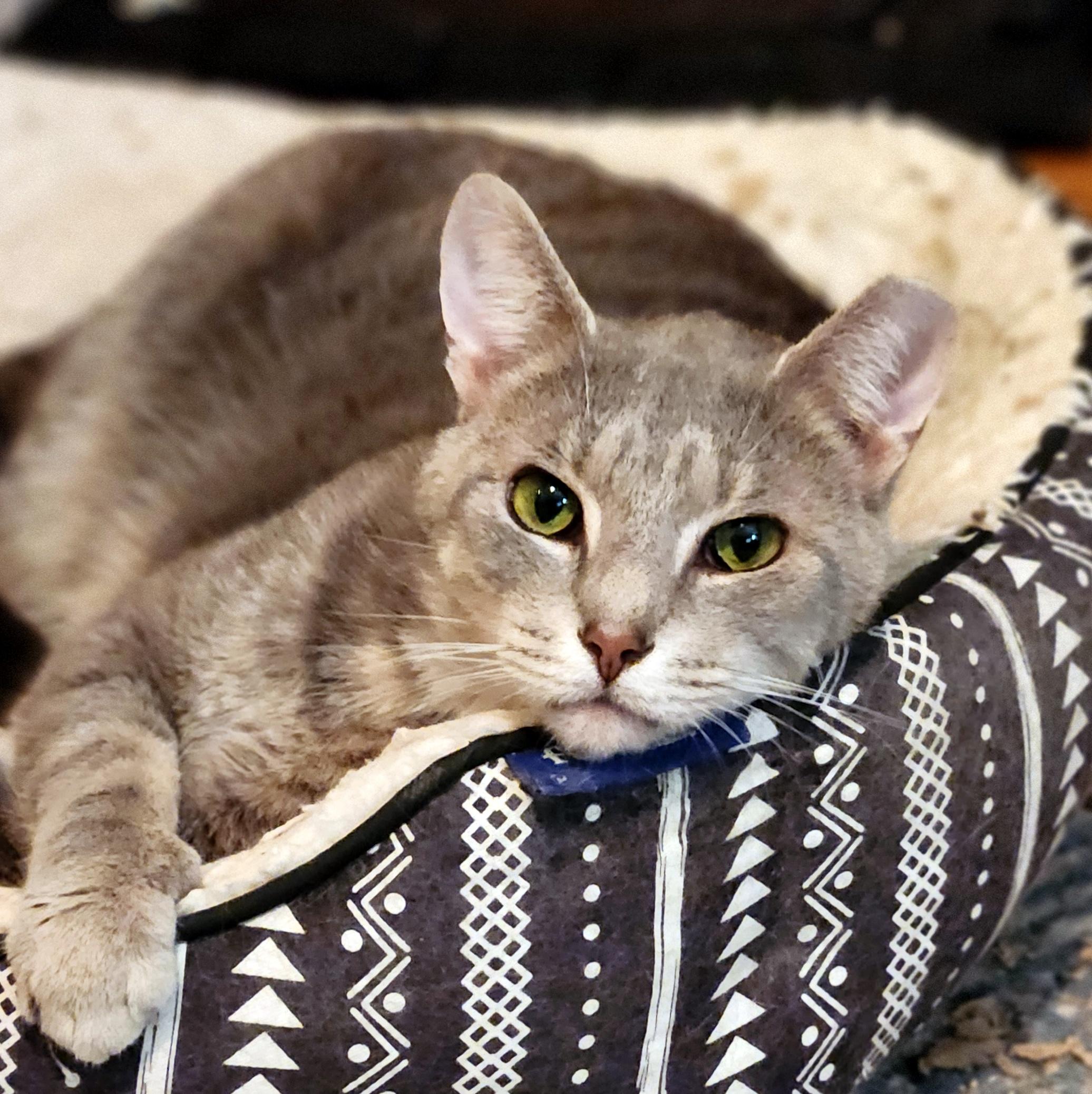 Enlarge Patrick, a ADOPTABLE Domestic Short Hair in Pittsburgh, PA image 5/6