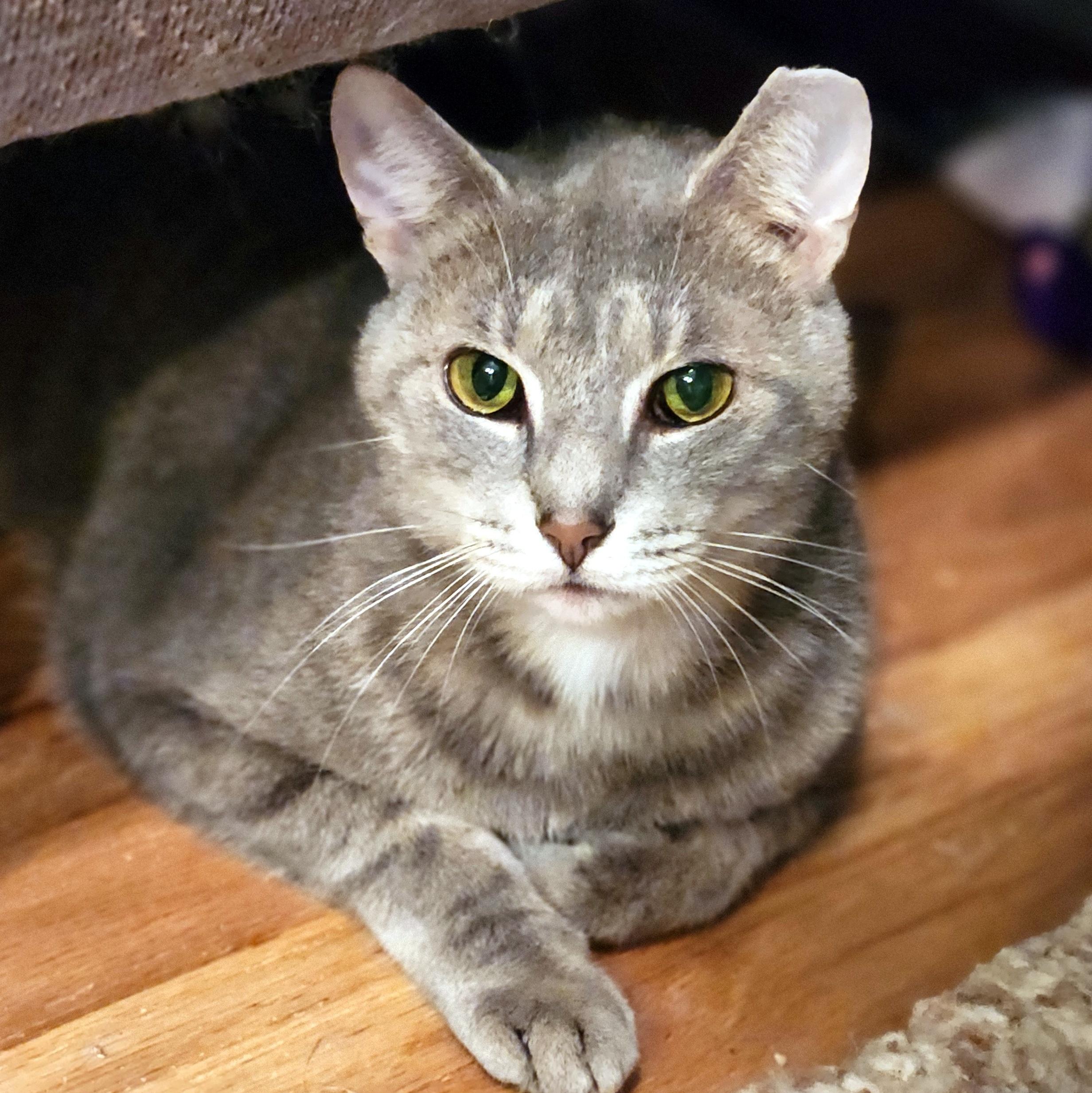 Enlarge Patrick, a ADOPTABLE Domestic Short Hair in Pittsburgh, PA image 1/6