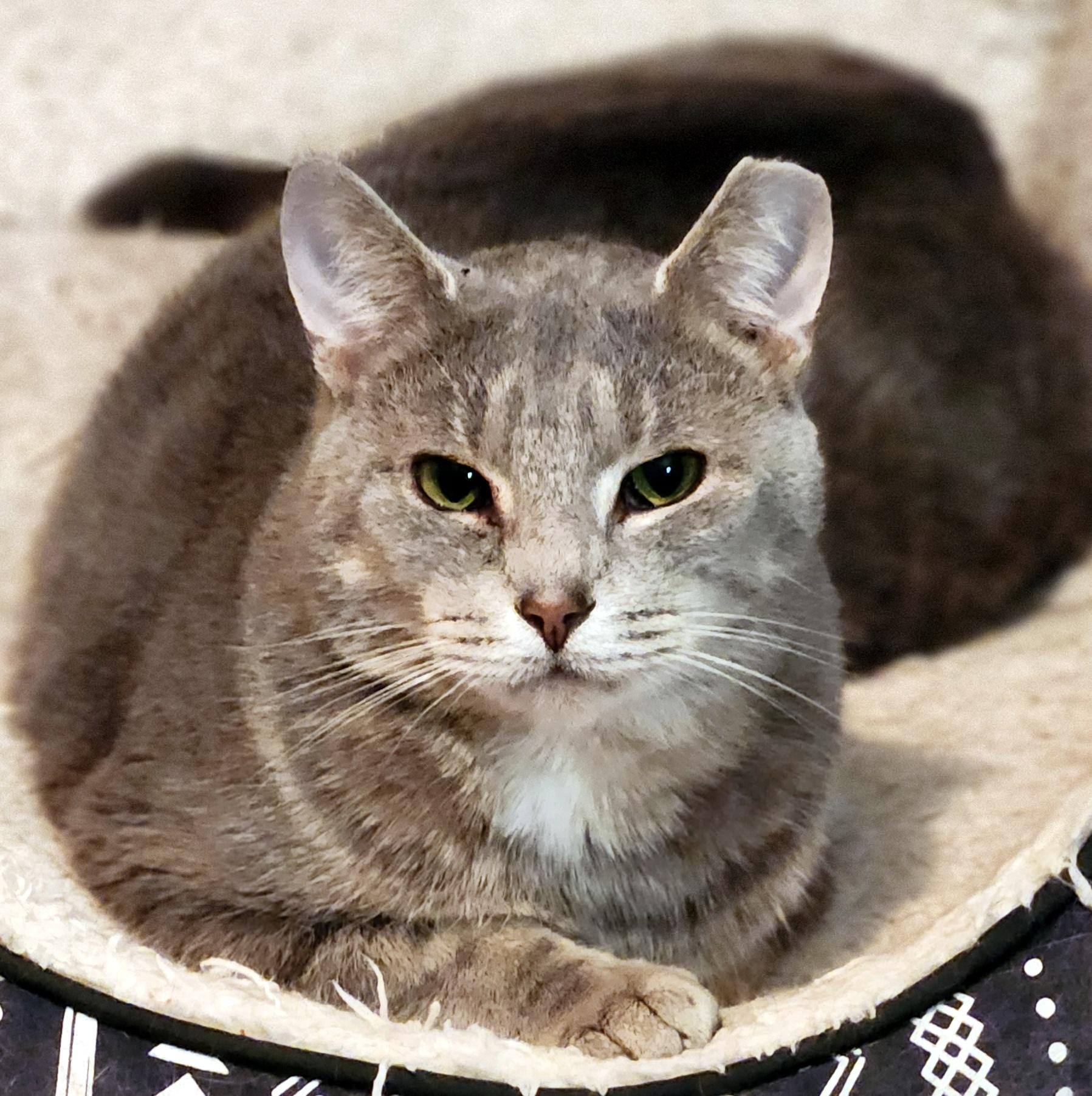 Enlarge Patrick, a ADOPTABLE Domestic Short Hair in Pittsburgh, PA image 5/6
