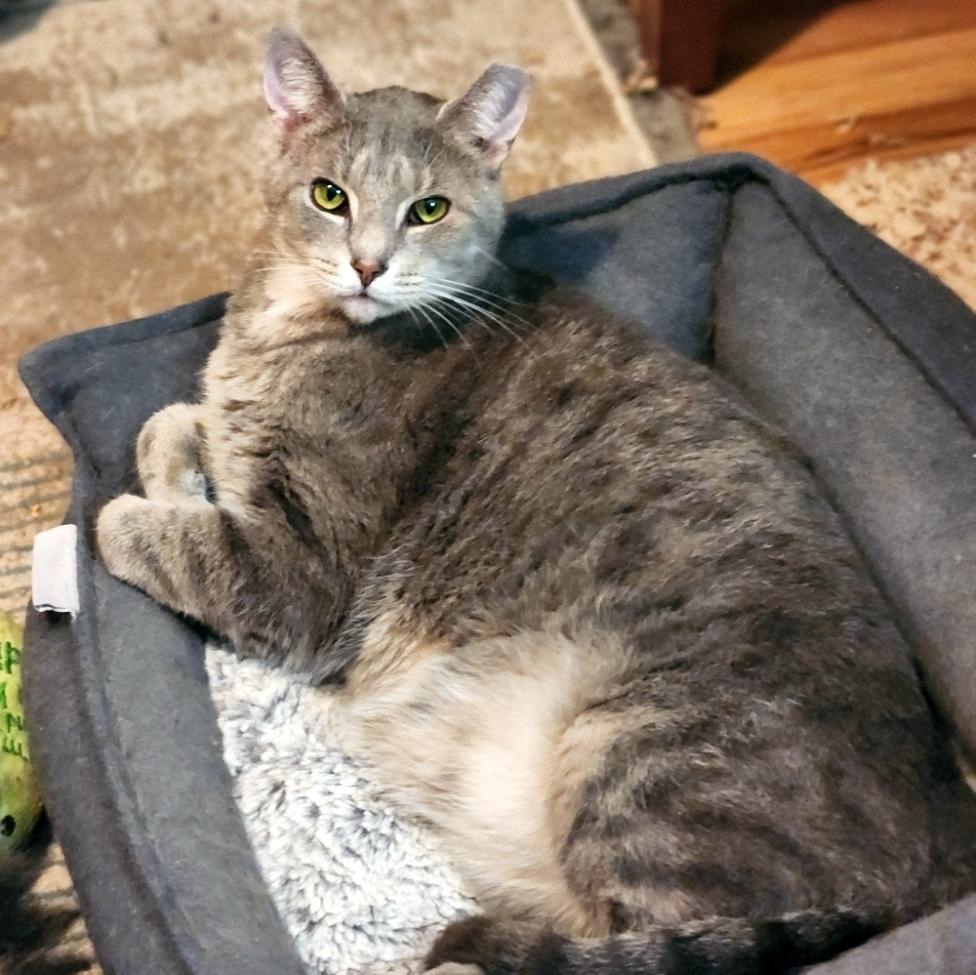 Enlarge Patrick, a ADOPTABLE Domestic Short Hair in Pittsburgh, PA image 4/6