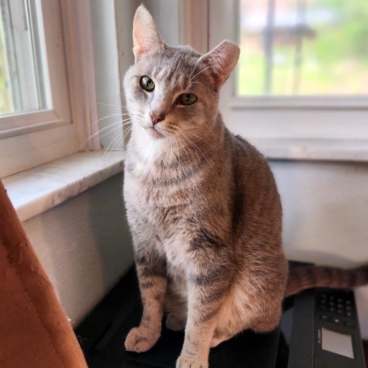 Enlarge Patrick, a ADOPTABLE Domestic Short Hair in Pittsburgh, PA image 3/6