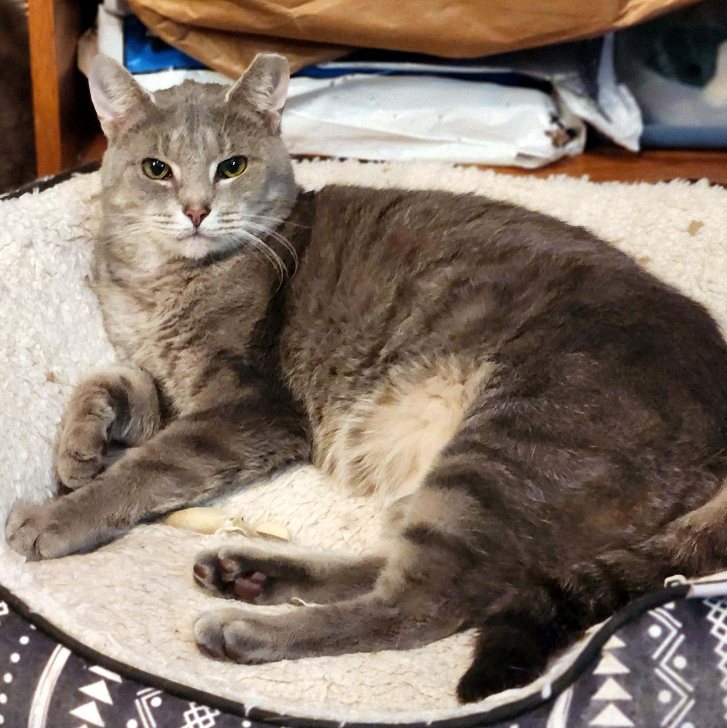 Enlarge Patrick, a ADOPTABLE Domestic Short Hair in Pittsburgh, PA image 3/6