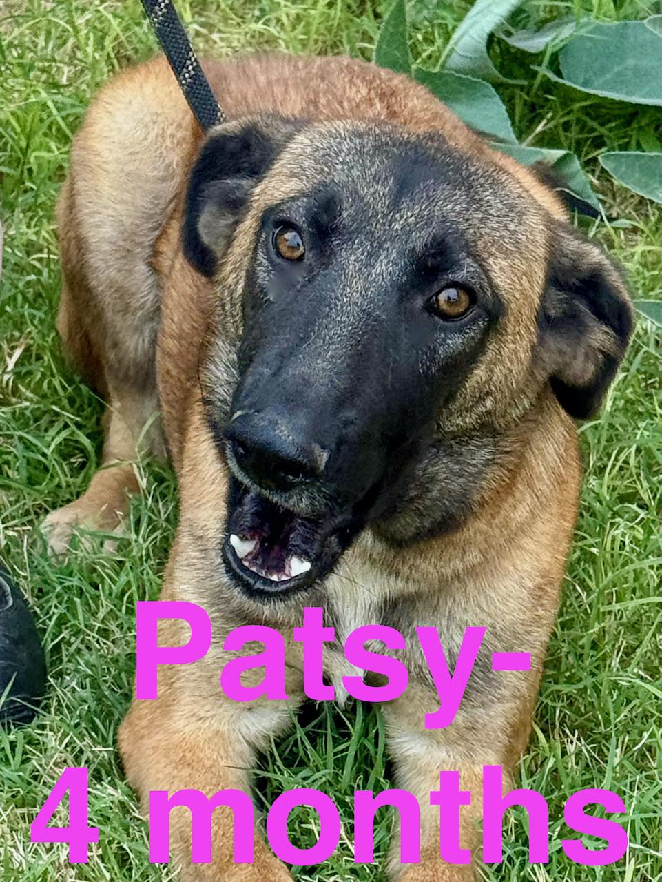 Enlarge Patsy, an adopted mixed breed in Liberty Hill, TX image 2/5