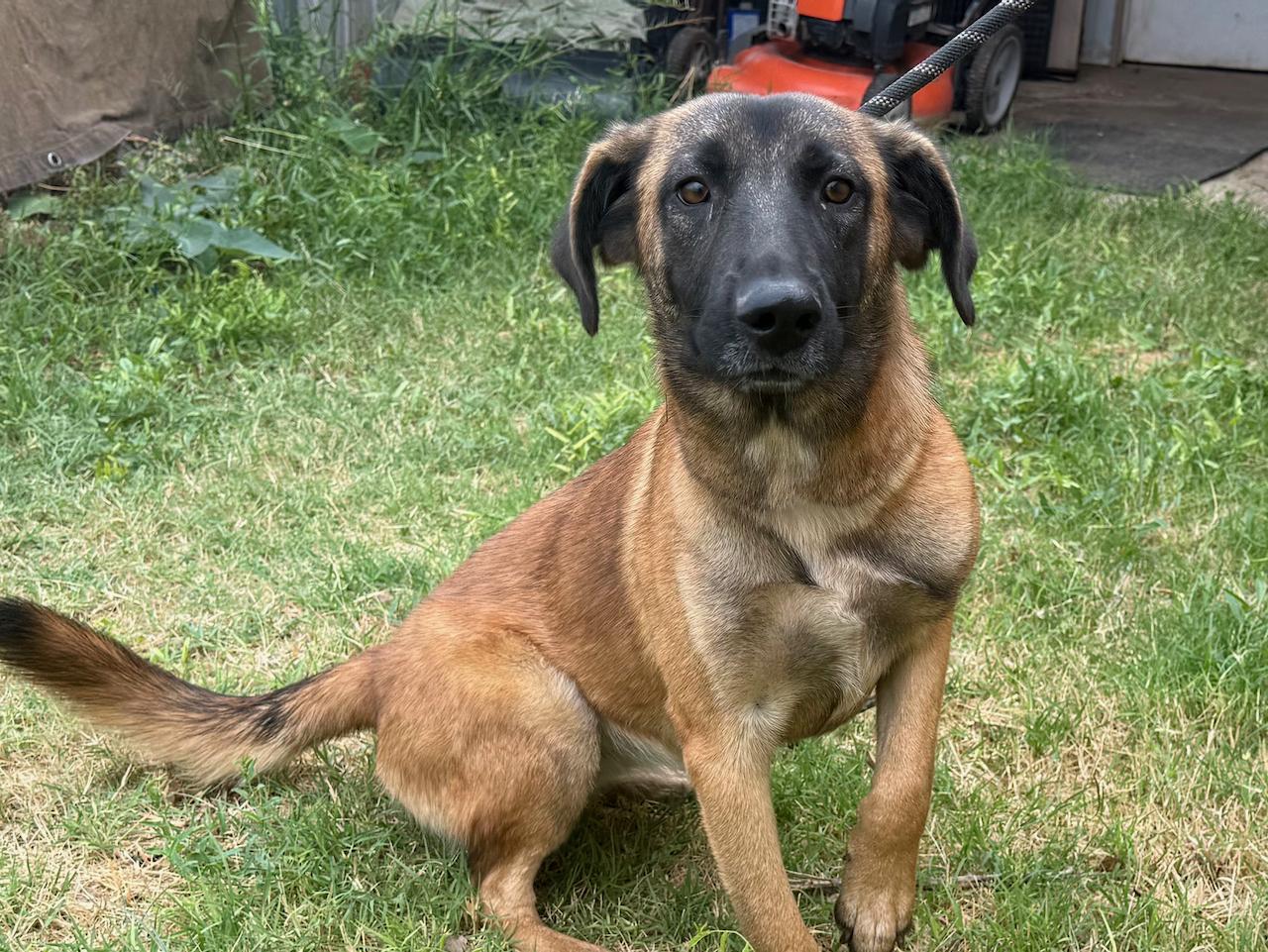 Enlarge Patsy, an adopted mixed breed in Liberty Hill, TX image 1/5