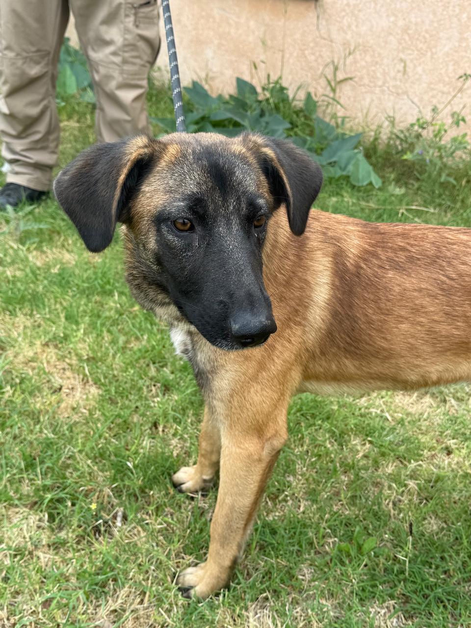 Enlarge Patsy, an adopted mixed breed in Liberty Hill, TX image 4/5