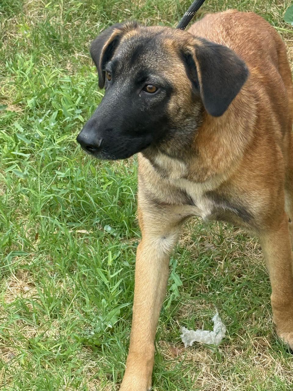 Enlarge Patsy, an adopted mixed breed in Liberty Hill, TX image 3/5